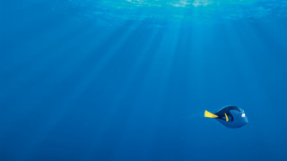 Blue fish sunbeam yellow fin - promotional free wallpaper for desktop