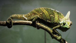 Chameleon branch closed eyes cloisonnism - its head free wallpaper