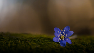 Blue flower mossy surface butterfly - a mossy surface free wallpaper