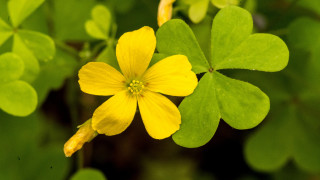 Yellow flower green leaves bokeh 3 - a few leaf free wallpaper for desktop