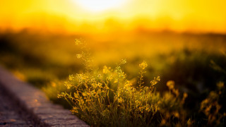 Sunset field road fire embers - a field of grass free wallpaper for desktop