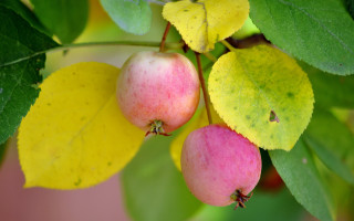 Apple tree fauvism macro fall - a close up of a tree free wallpaper