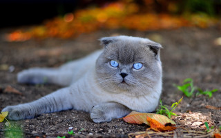 Cat blue eyes leaves surreal - front of it free wallpaper