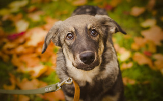 Dog leash grass leaves bokeh - a leash free wallpaper for desktop
