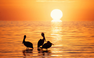 Birds sunset reflection ocean horizon - top of a body free wallpaper for desktop