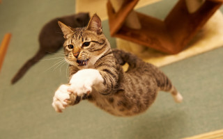 Cat playing with toy arabesque - action pose free wallpaper