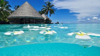 Tropical beach hut palm flowers - free 3d render wallpaper for desktop