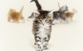 Kittens walking white floor looking - conceptual free wallpaper