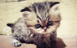 Small kitten sad face beach - a small kitten free wallpaper