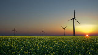 Yellow flowers windmills sunset sky - a sun setting free wallpaper