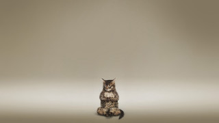 Cat sitting gradient background album - a cat free wallpaper