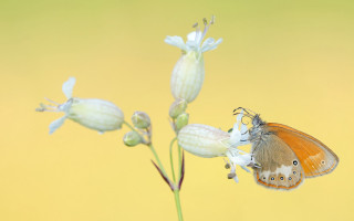 Butterfly flower yellow background artnouveau - a yellow background behind free wallpaper for desktop