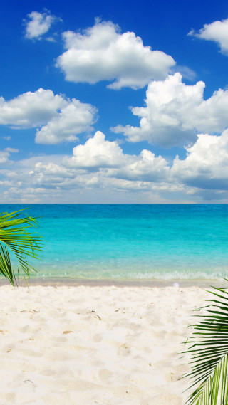 Beach palm tree blue sky 11 - free beach wallpaper for mobile