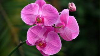 Pink flower green background butterfly - this picture free wallpaper