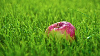 Pink apple green field bite - a lush green field of grass free wallpaper