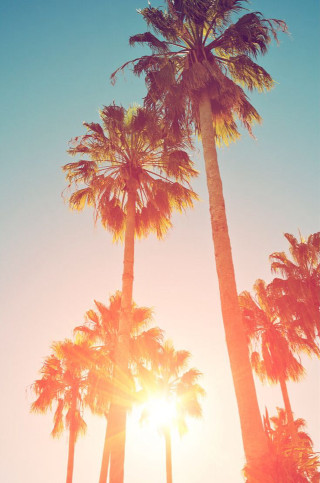 Palm trees sunshine blue sky - the sun free wallpaper for mobile