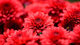 Red flowers vase autumn blurry - red flower free wallpaper for desktop