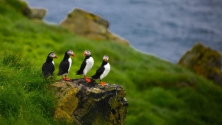 Three birds rock shore ocean 2 - three bird free wallpaper