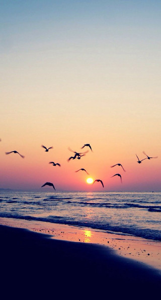 Flock birds flying beach sunset - free sunset wallpaper for mobile