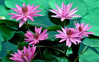 Pink flowers pond water lilies - water lily free wallpaper