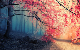 Forest path red leaves mystical - red leaf free wallpaper for desktop