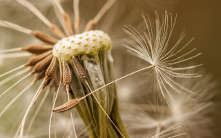Dandelion seeds blowing sunny forest - seed free wallpaper