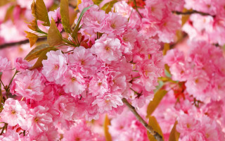 Pink flower tree branch sakura - boetius adamsz bolswert free wallpaper for desktop
