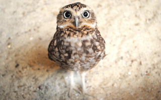 Small owl sad eyes looking - a concrete floor free wallpaper