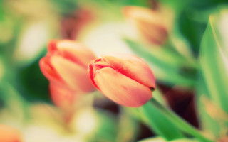 Flower bokeh chromatic aberration macro - corneille free wallpaper
