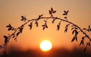 Silhouetted branch leaves sunset foggy - a foggy sky free wallpaper