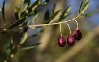 Branch fruit leaves bokeh outdoors - olive skin free wallpaper