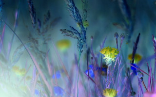 Wildflowers yellow flower blue sky - mystical free wallpaper for desktop