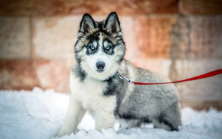 Husky blue eyes snow leash - husky free wallpaper