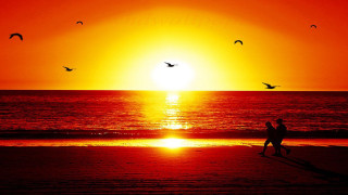 Beach sunset couple walking birds - a sun setting free wallpaper