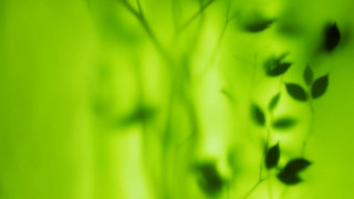 Blurry plant leaves green background 2 - art green free wallpaper