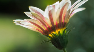 Flower macro backlighting green gradient - a blurry background free wallpaper for desktop