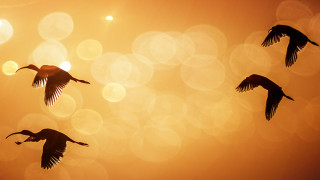 Birds sunset flying lens flare - a group of birds free wallpaper for desktop