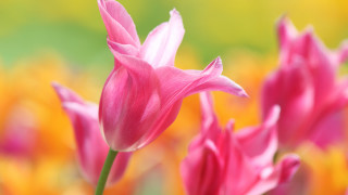 Pink flower macro blurry background 12 - a pink flower free wallpaper for desktop
