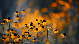 Yellow flower field blurry background - yellow flower free wallpaper for desktop