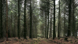 Forest path with people claire - free forest wallpaper