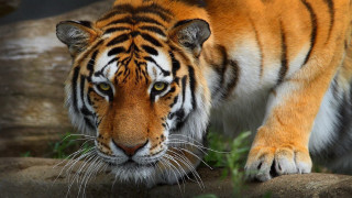 Tiger walking rock zoo exhibit - a tiger free wallpaper for desktop