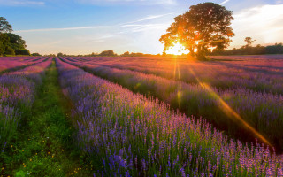 Lavender field sunset tree blue 2 - a field of lavender free wallpaper