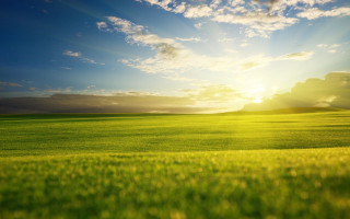 Field grass sunlight clouds blue - a field of grass free wallpaper for desktop