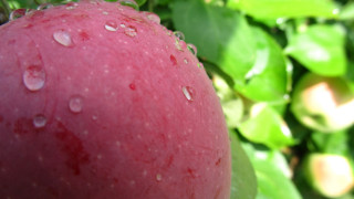 Red apple water drops branch - a red apple free wallpaper