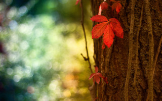 Tree red leaves forest autumn - red leaf free wallpaper