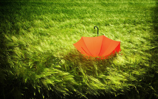 Umbrella black handle grass sun - a black handle free wallpaper