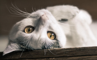 Cat yellow eyes over wooden - the edge free wallpaper