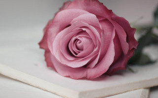 Pink rose white shelf flowers - a white box free wallpaper
