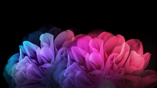 Pink blue purple flowers bouquet - a close up of a flower free wallpaper for desktop
