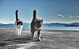 Cats beach ocean mountains carlos - an album cover free wallpaper